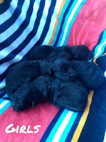 Goldendoodle puppy for sale + 54539