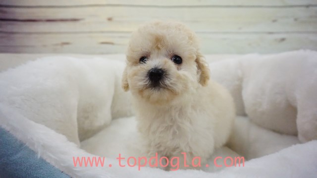 Maltipoo puppy for sale + 53693