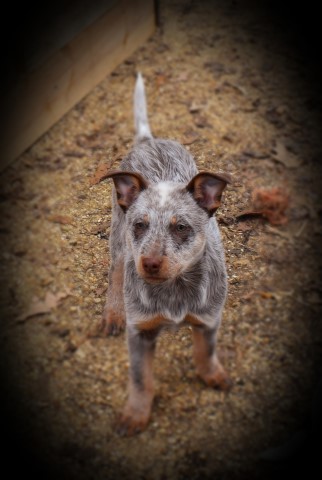 Chocolate Heeler Puppies