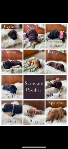 Standard Poodle Puppies