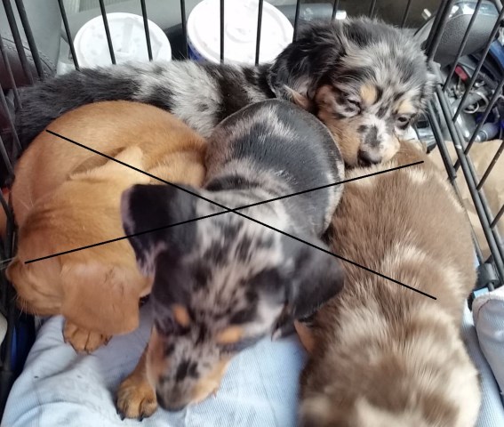 Dachshund puppy for sale + 52004