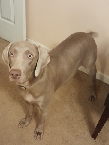 Weimaraner puppy for sale + 64459