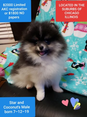 Stunning Tri-Color Parti Pomeranian Male