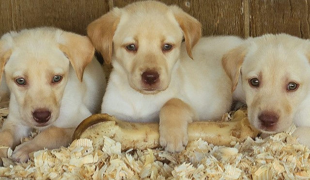 AKC Champion Bloodline Labrador Retriever Puppies!