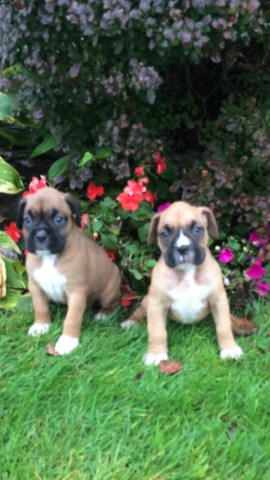 Beautiful fawn colored Boxer puppies for sale