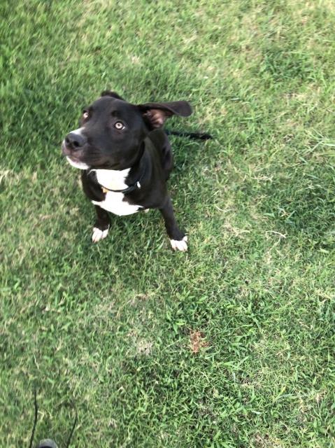 Pitbull Mix free to good home