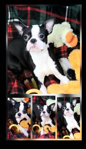Boston Terrier puppy for sale + 66984