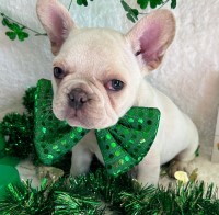 Finn the Frenchie French Bulldog for sale/adoption