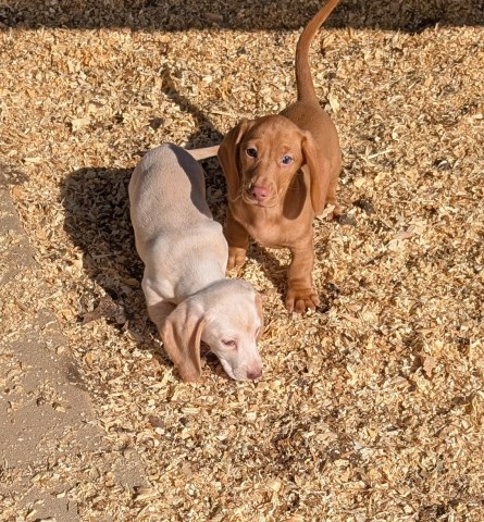 Cedar Grove Dachshunds
