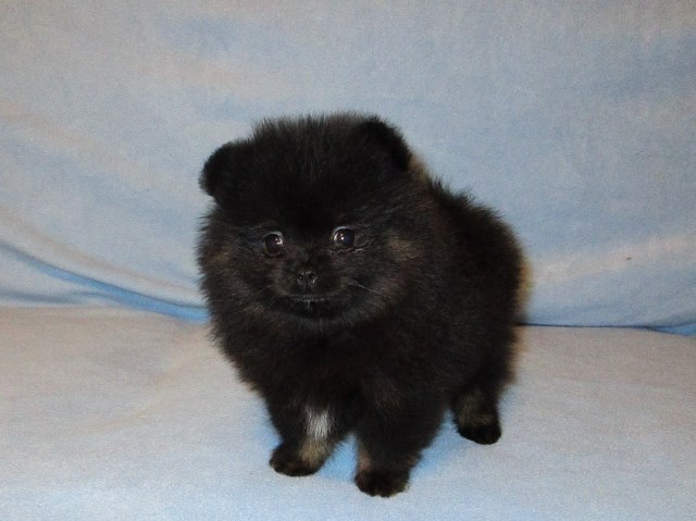 Pomeranian puppy for sale + 52869