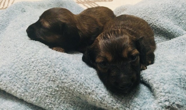 Dachshund puppy for sale + 64374