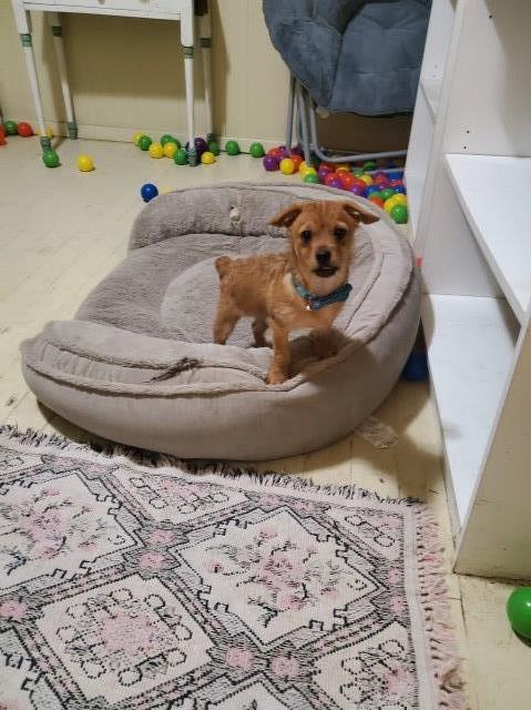 Male Chorky-Poo Puppy for sale