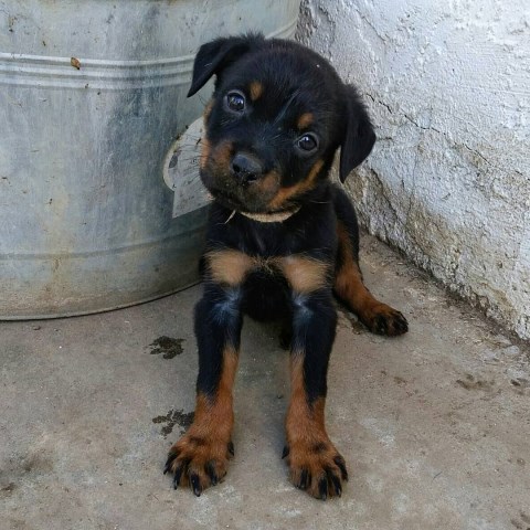 Rottweiler Puppy Dog For Sale In Fresno California
