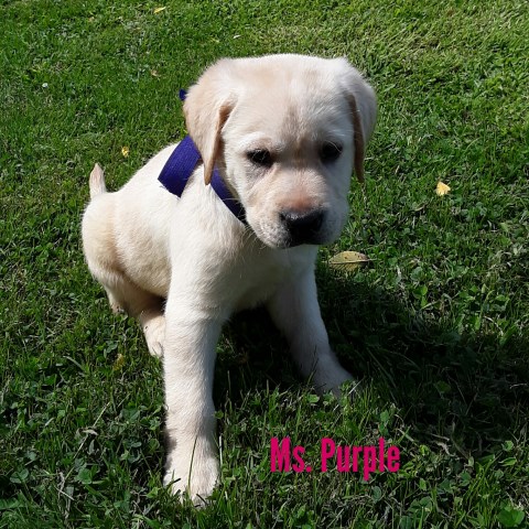 AKC Yellow  (White) Lab Pups