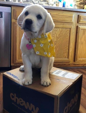 Labrador Retriever puppy for sale + 63755