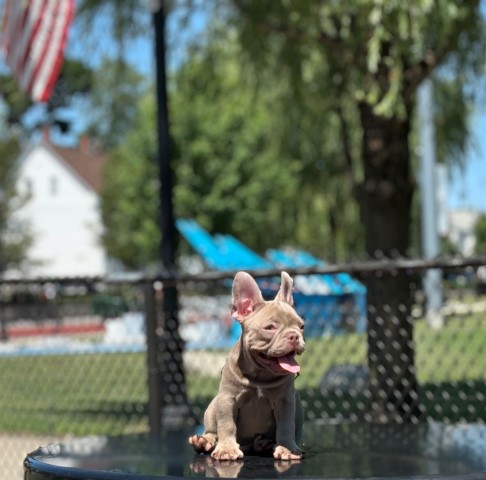 French Bulldog puppy for sale + 65776