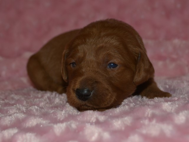 Red F1 Goldendoodle