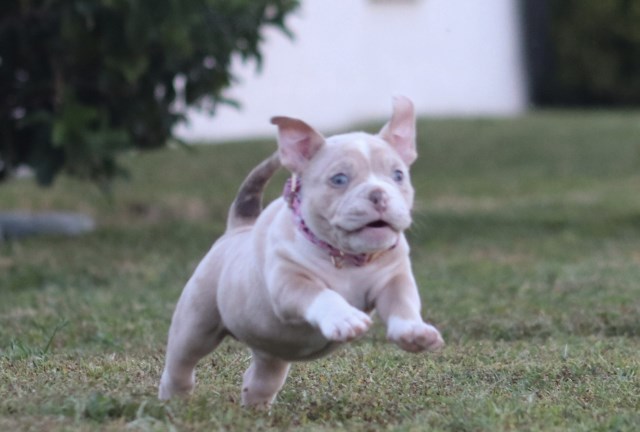 American Bulldog puppy for sale + 66840