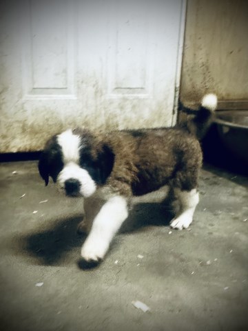 Saint Bernard puppy for sale + 66937