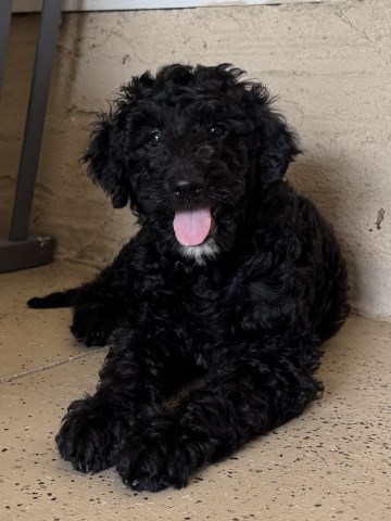 Goldendoodle puppy for sale + 67138