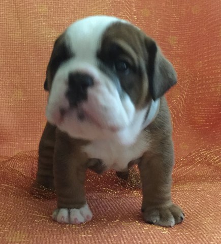 English Bulldog puppy for sale + 46984