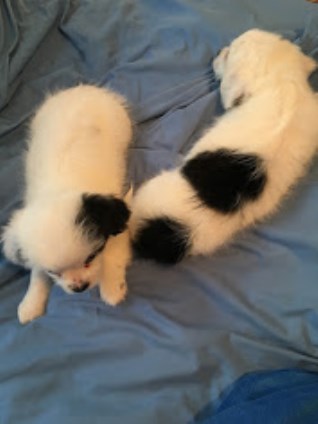 Shihtzu-Pom puppies reduced price