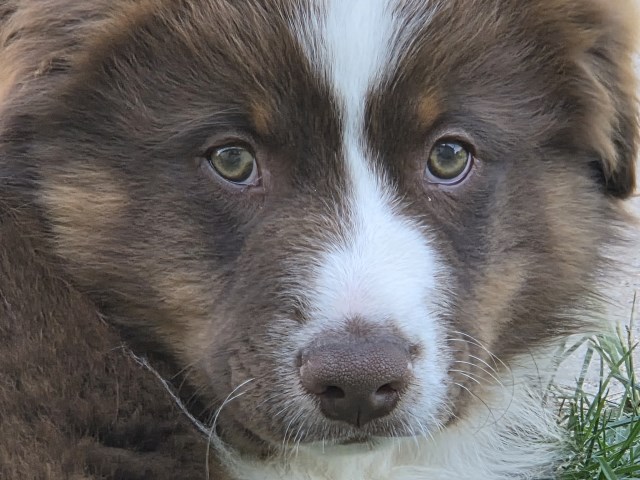 High Quality Australian Shepherd / Mini Australian Shepherd