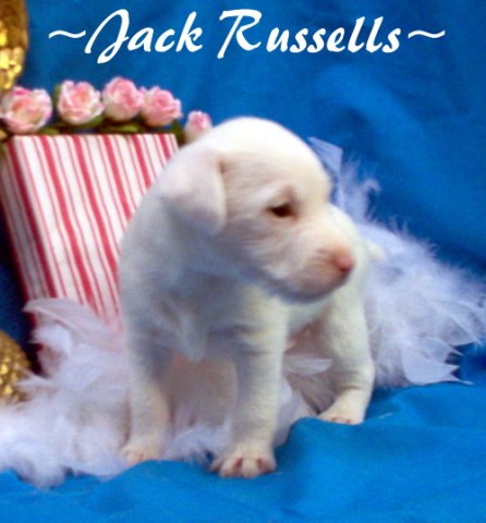 JACK RUSSELL TERRIER PUPPIES