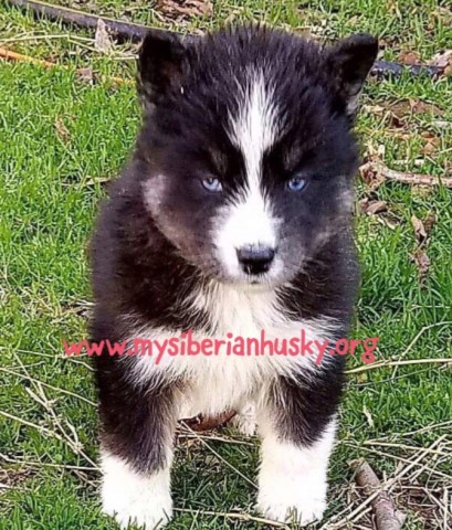 Siberian Husky puppy for sale + 47120