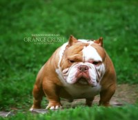 american pitbull terrier for sale ohio search locally for american pit bull terrier puppies and dogs american pitbull terrier for sale ohio search locally for american pit bull terrier puppies and dogs