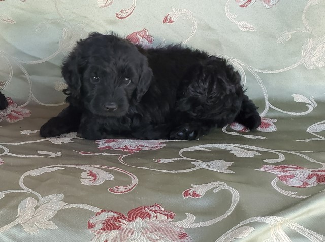 3 Lovely GoldenDoodles