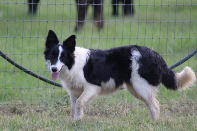 Border Collie puppy for sale + 62185
