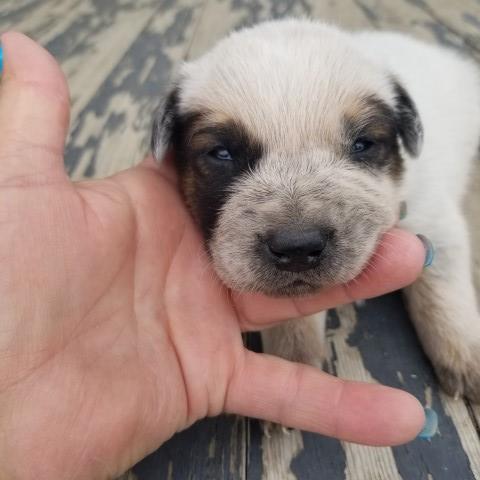 Heeler, Red Male BB