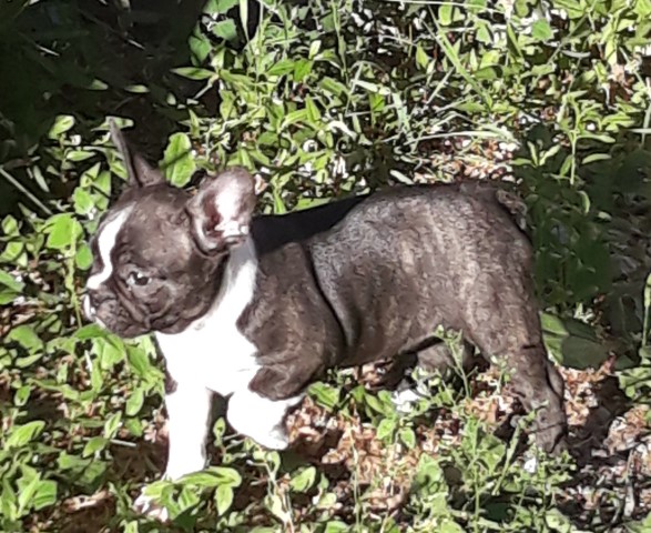 frenchton puppies for sale