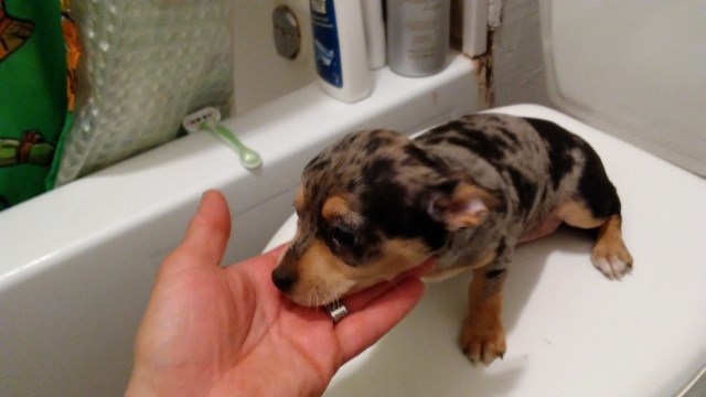 Leopard Hound mix Breed lap puppies