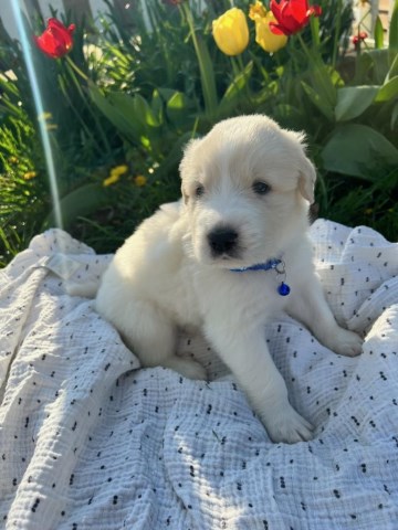 Great Pyrenees puppy for sale + 67096