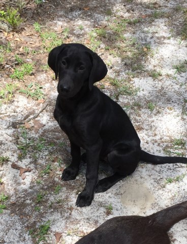 Labrador Retriever puppy for sale + 47852