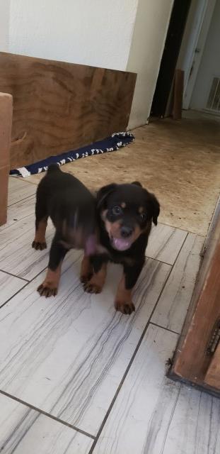 Rottweiler puppy for sale + 52804