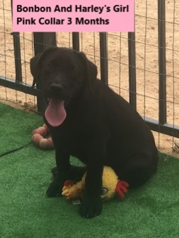 AKC Female Black Labrador Puppy