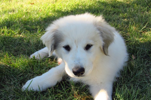 Great Pyrenees Puppies