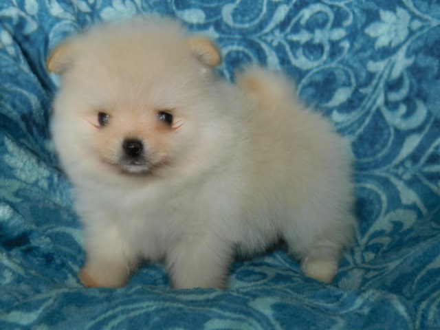 Darling Quality Pomeranain puppies
