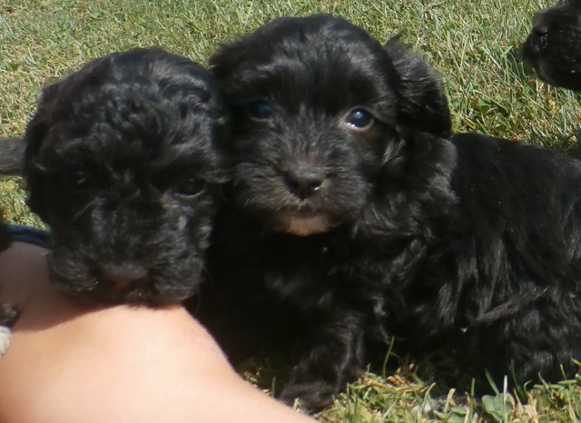 Goldendoodle puppy for sale + 60454