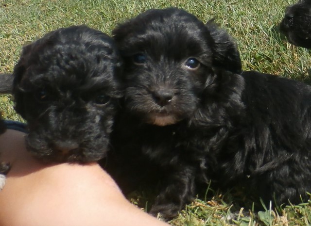 Goldendoodle puppy dog for sale in Gasport, New York