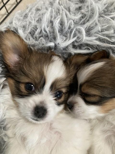 Male Papillon puppy