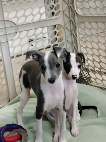Italian Greyhound