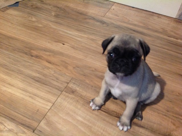 Pug puppy for sale + 58241