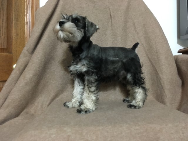 Miniature Schnauzer puppy for sale + 53242