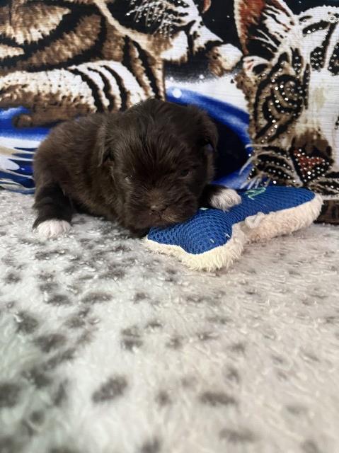 Lhasa Apso puppy for sale + 66568