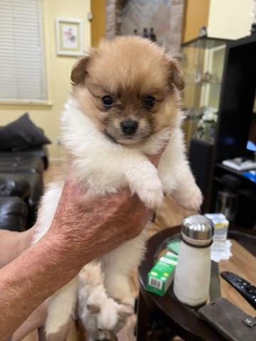 Pomeranian puppy for sale + 65986