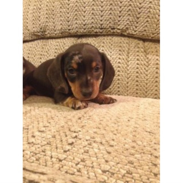 CKC Miniature Dachshund